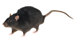 Black Rat Black Rat