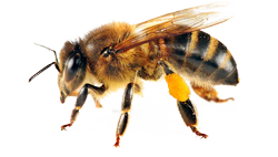 Honey Bee Honey Bee