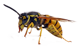 Wasp Wasp